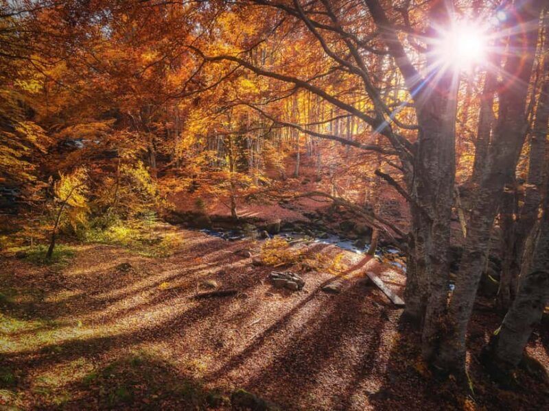 From Sofia: Vitosha Mountain and Pancharevo Lake - What You Can Expect from the Tour