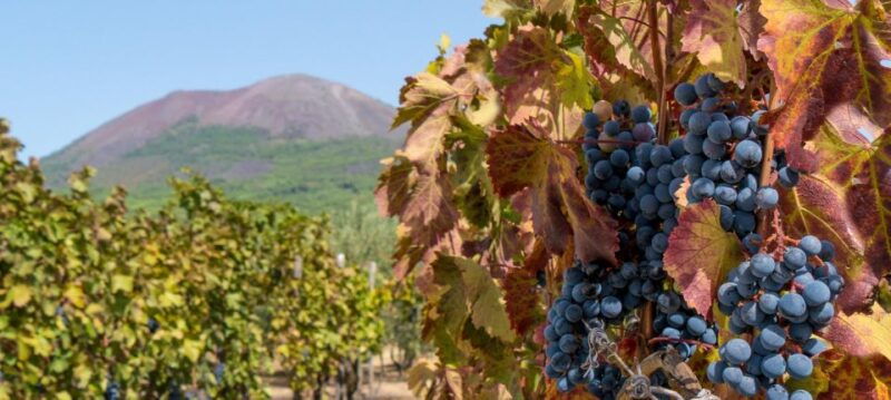 from-sorrento-herculaneum-guided-tour-with-easy-lunch