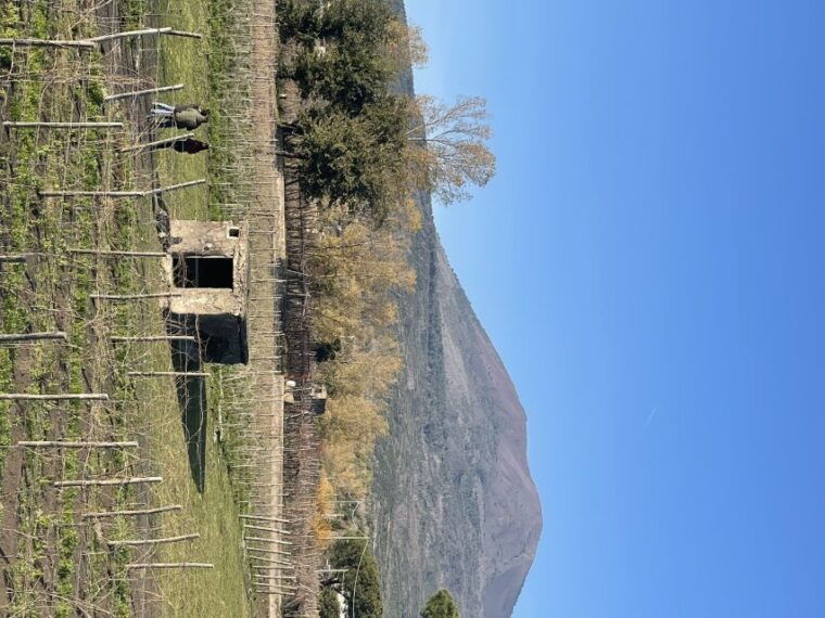 from-sorrento-pompeii-wine-tasting-private-tour-by-car