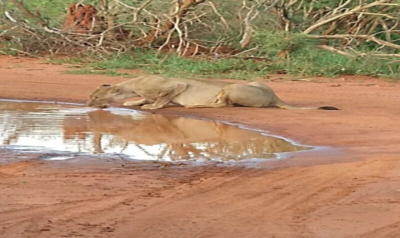 From South Africa: Lion and Safari Park Half-Day Tour - Key Points
