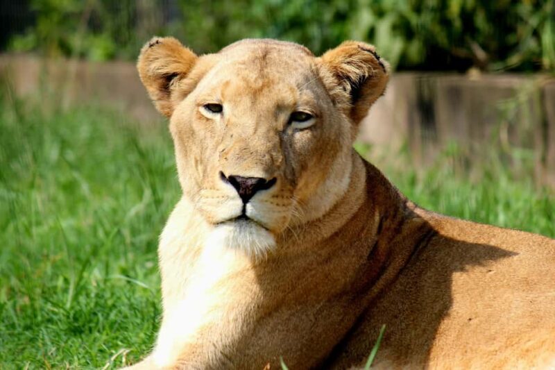 From South Africa: Lion and Safari Park Half-Day Tour - An In-Depth Look at the Lion and Safari Park Half-Day Tour