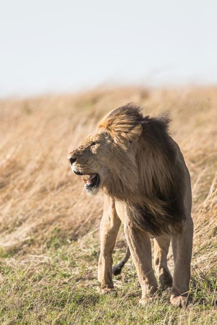 From South Africa: Lion and Safari Park Half-Day Tour - Final Thoughts: Is It Worth It?