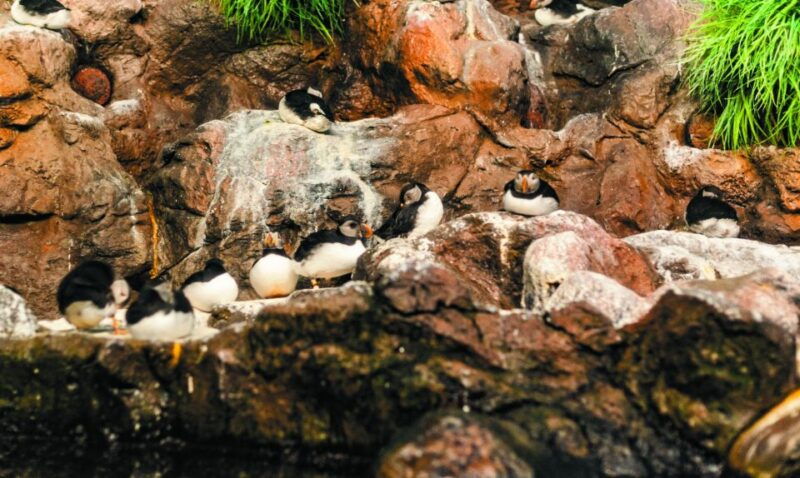 from-south-tenerife-loro-park-zoo-ticket-hotel-transfers