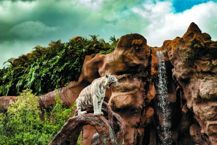 from-south-tenerife-loro-park-zoo-ticket-hotel-transfers
