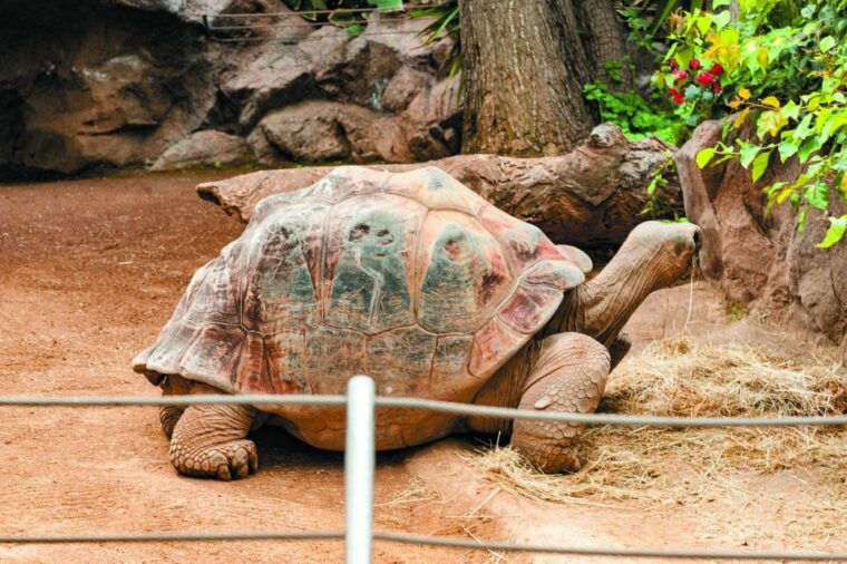 from-south-tenerife-loro-park-zoo-ticket-hotel-transfers