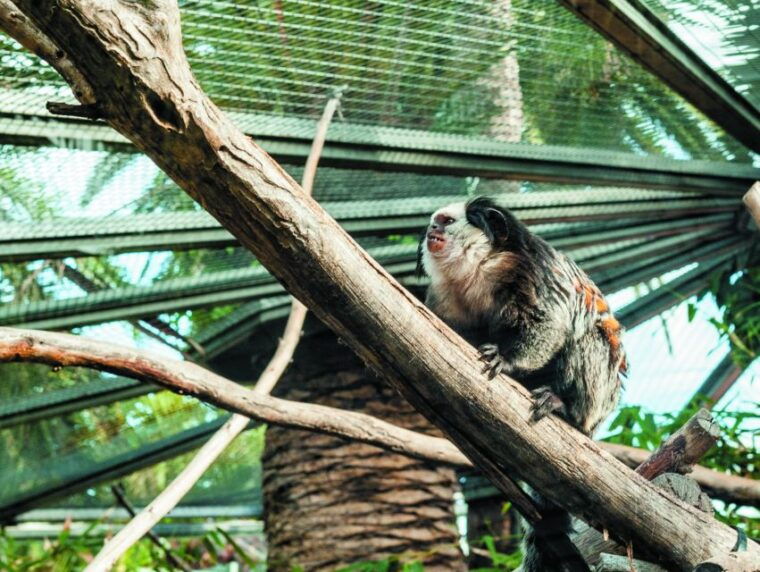 from-south-tenerife-loro-park-zoo-ticket-hotel-transfers