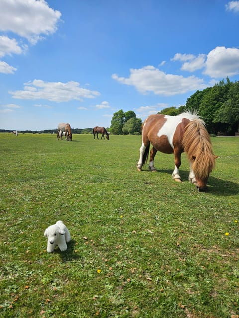from-southampton-new-forest-and-salisbury-private-tour