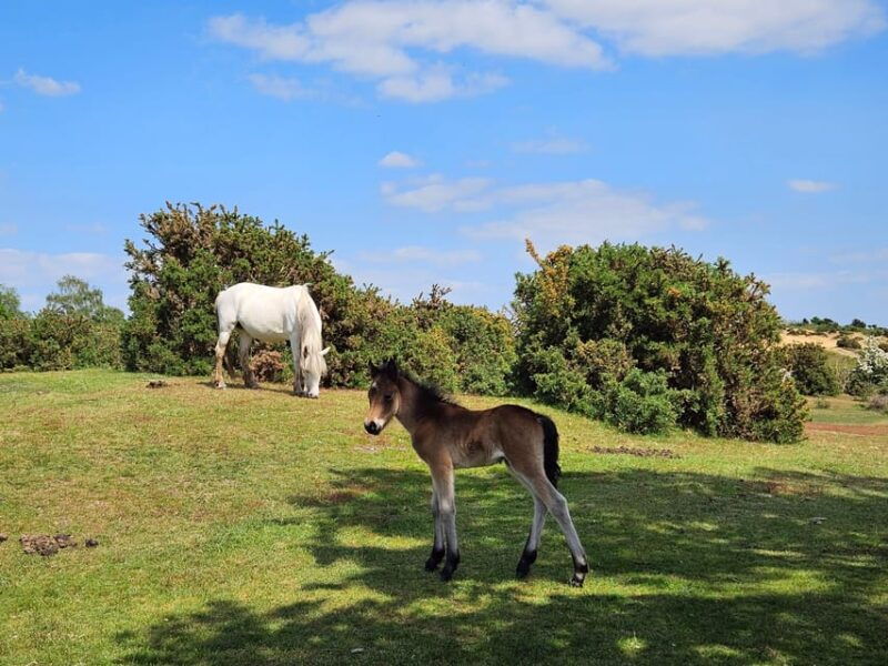 from-southampton-new-forest-and-salisbury-private-tour