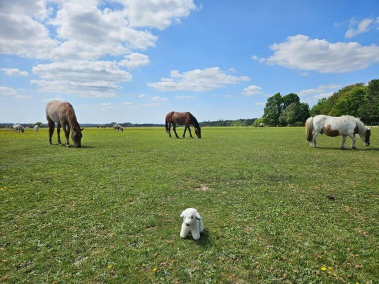 from-southampton-new-forest-and-salisbury-private-tour