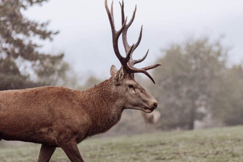 from-split-magical-plitvice-lakes-and-hidden-deer-ranch