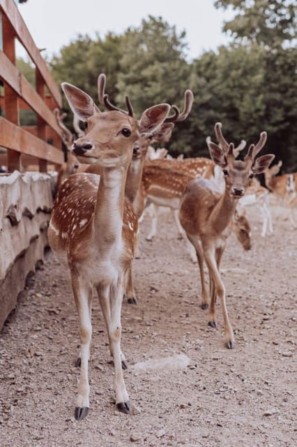 from-split-magical-plitvice-lakes-and-hidden-deer-ranch