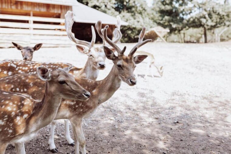 from-split-magical-plitvice-lakes-and-hidden-deer-ranch