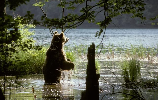 from-split-or-trogir-plitvice-lakes-private-tour