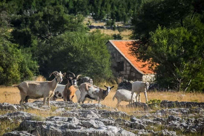 From Split: Private Guided ATV Tour with Lunch - Practical Tips and Considerations