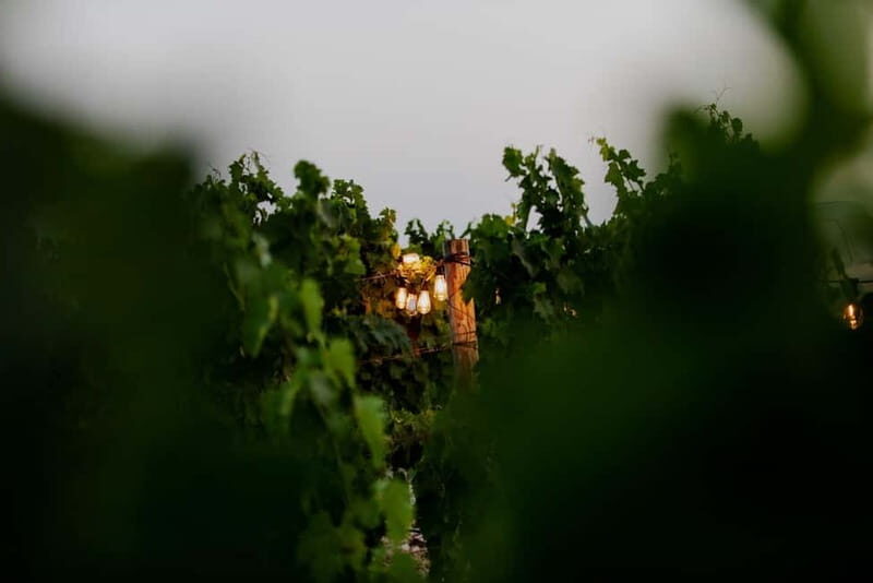 From Split: Vineyard Tour with Wine Tasting - The Experience: What a Typical Day Looks Like  