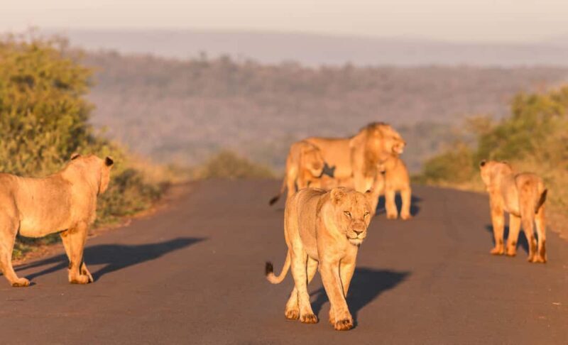 From St Lucia: 3 Day 2 Night Hluhluwe,St Lucia, iSimangaliso - Who Is This Tour Best For?