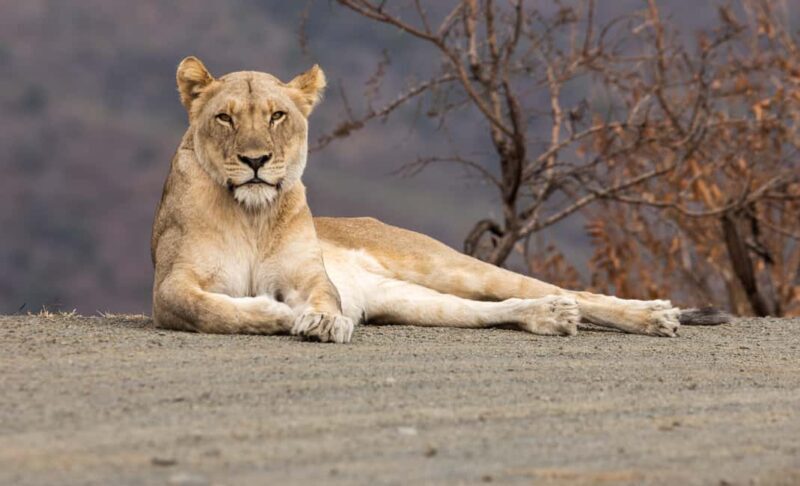 From St Lucia: Big 5 Safari in the Hluhluwe-Imfolozi Park - A Closer Look at the Safari Experience