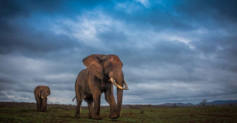 From St Lucia: iSimangaliso Sunset Safari - Key Points