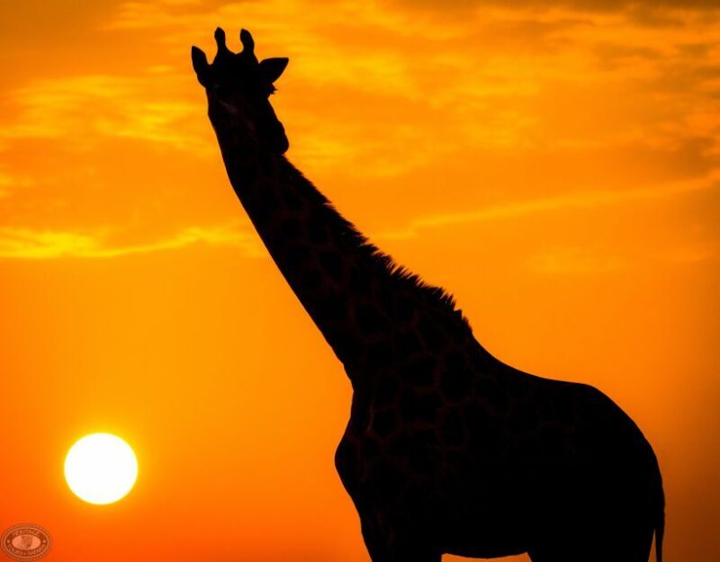 From St Lucia: iSimangaliso Sunset Safari - The Experience of Guides and Reviews