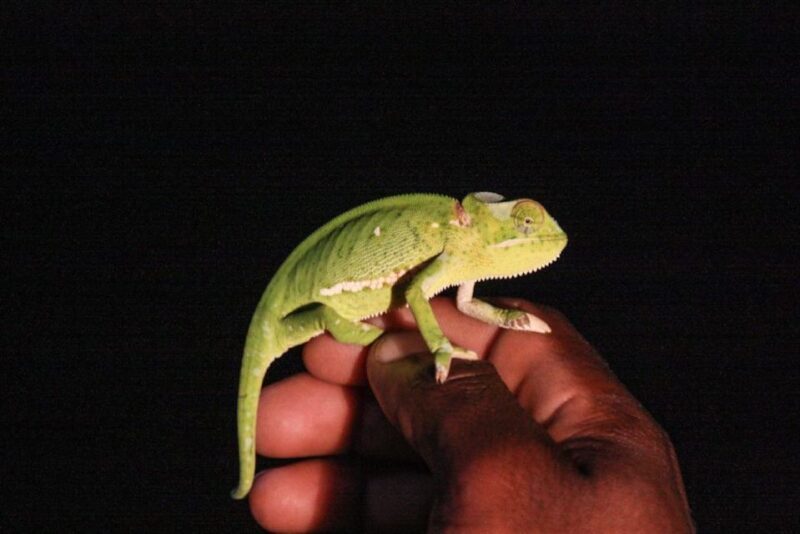 From St Lucia: iSimangaliso Wetland Park Night Drive Safari - Key Points