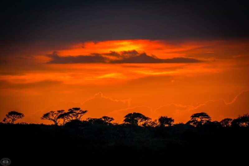 From St Lucia: iSimangaliso Wetland Park Night Drive Safari - The Value of the Experience