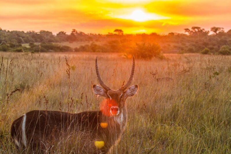 From St Lucia: iSimangaliso Wetland Park Night Drive Safari - Who Will Love This Tour?
