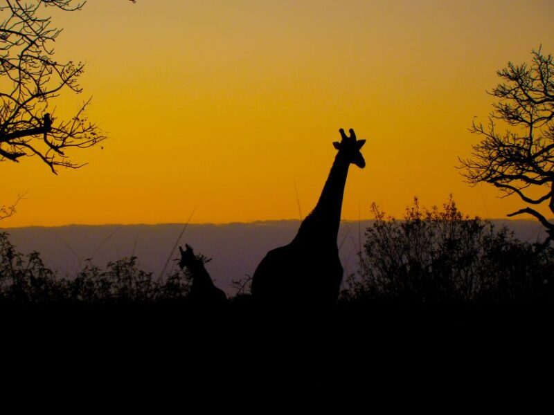 From St Lucia: iSimangaliso Wetland Park Night Drive Safari - The Sum Up