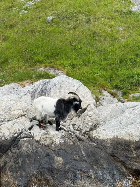 From Stavanger: Lysefjorden & Pulpit Rock Safari by RIB - A Detailed Look at the RIB Safari Experience