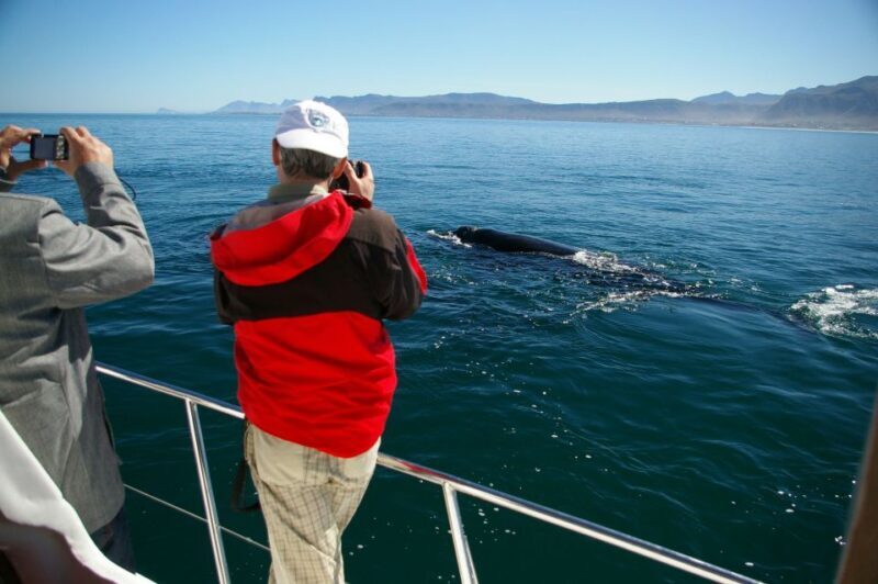 From Stellenbosch: Hermanus Whale Route Tour - Who Will Love This Tour?