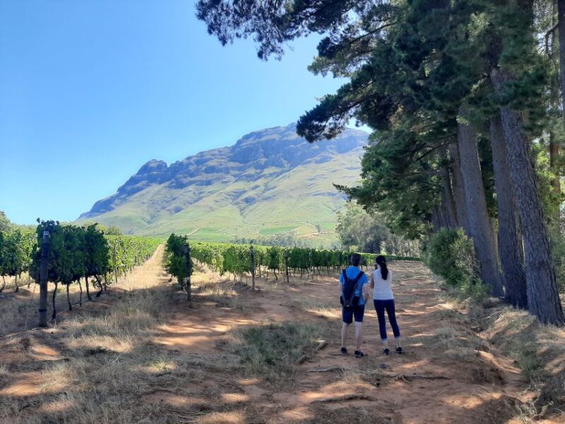 From Stellenbosch: Stellenbosch Guided Vineyard Walk - A Closer Look at the Itinerary