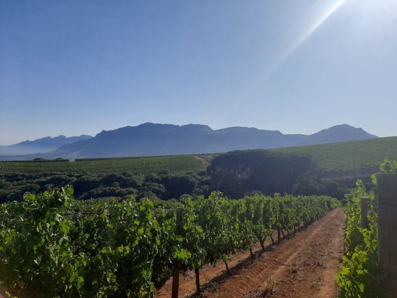 From Stellenbosch: Stellenbosch Guided Vineyard Walk - Practical Tips for a Great Experience