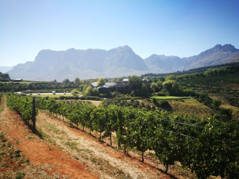 From Stellenbosch: Stellenbosch Guided Vineyard Walk - The Authentic Touch: What Past Visitors Say
