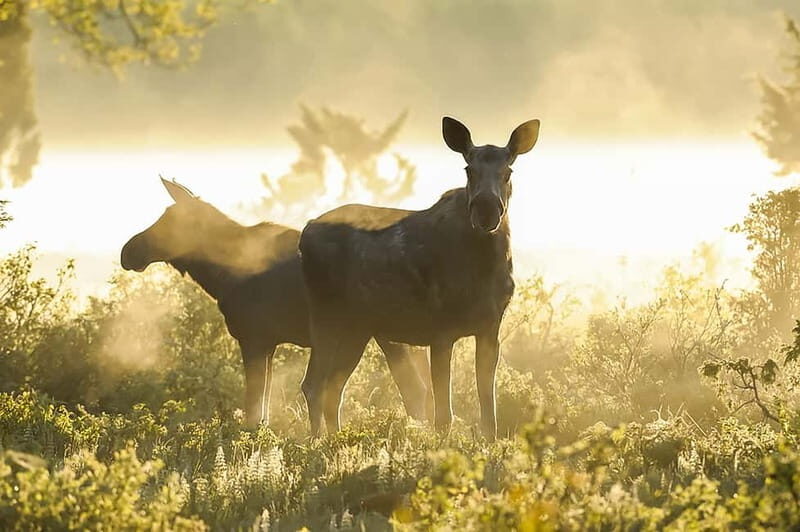 From Stockholm: Moose & Wildlife Safari with Campfire Dinner - The Sum Up
