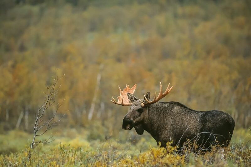 from-stockholm-wildlife-safari-with-campfire-dinner