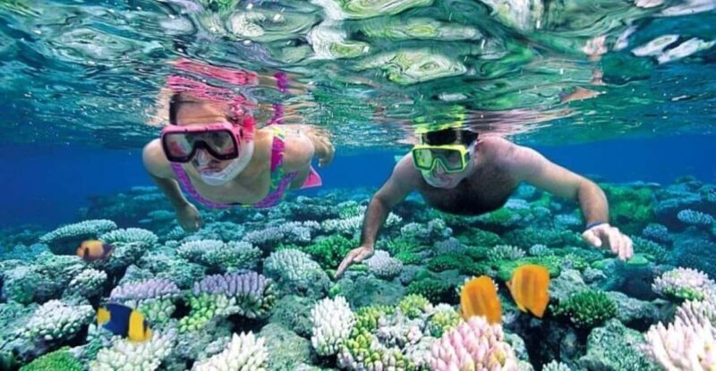From Stone Town: Mnemba Dolphins & Snorkeling with Lunch - Explore the Wonders of Zanzibar’s Underwater World with the Mnemba Dolphins & Snorkeling Tour