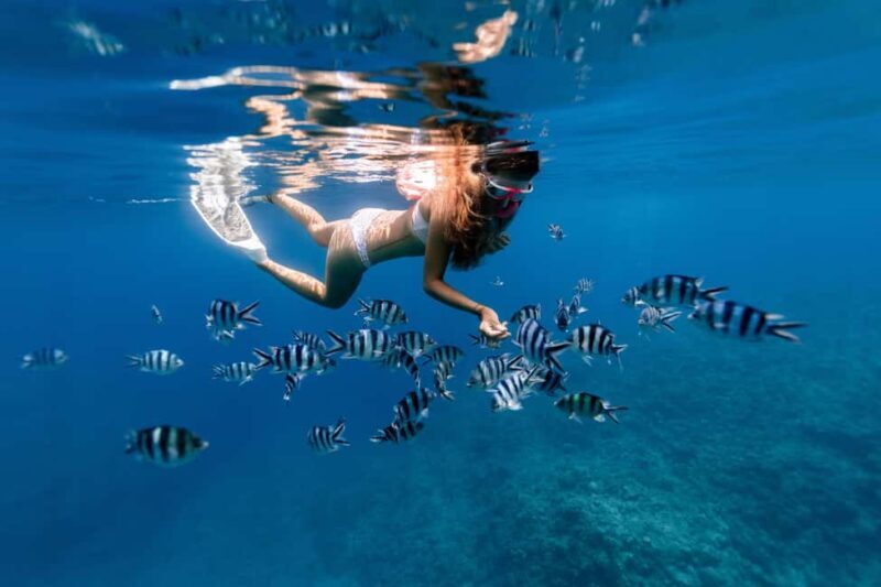 From Stone Town: Mnemba Snorkeling & Dolphins Experience - Key Points