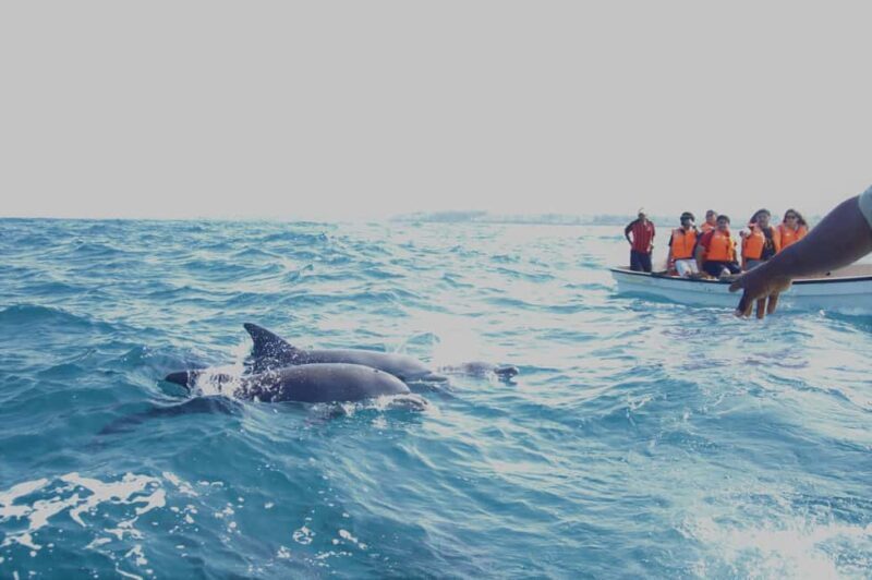 From Stone Town: Mnemba Snorkeling & Dolphins Experience - Overview of the Tour Experience