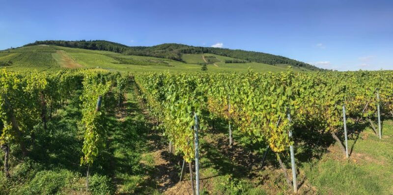 from-strasbourg-colmar-riquewihr-eguisheim-day-trip