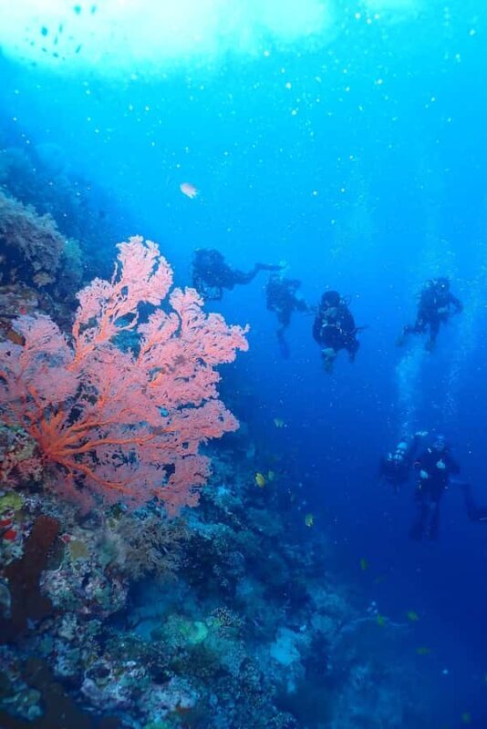 From Surabaya: Banyuwangi 2-day Diving Tour - Key Points
