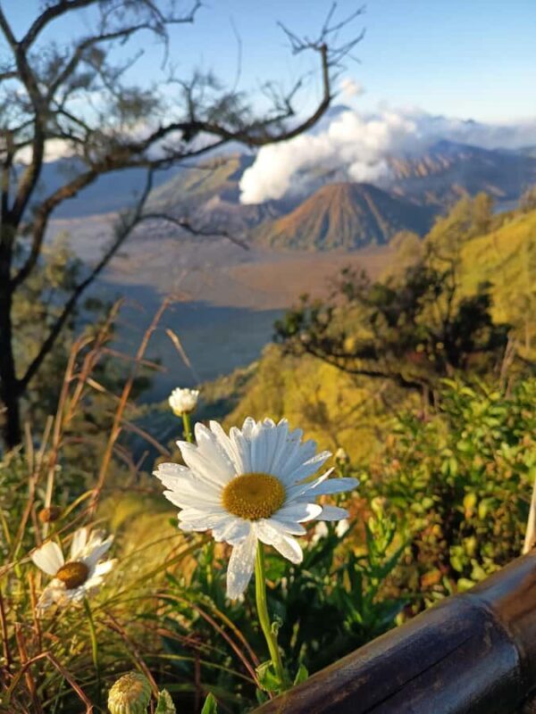 From Surabaya: Private 3-Day Mount Bromo Ijen Tour - The Value of This Tour