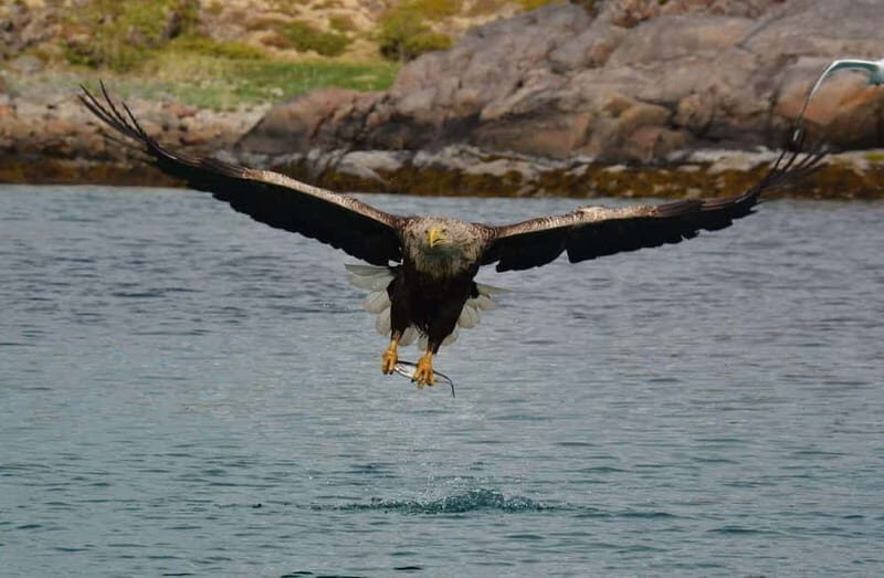 From Svolvær: Lofoten RIB Sea Eagle Safari Trollfjord Cruise - Key Points