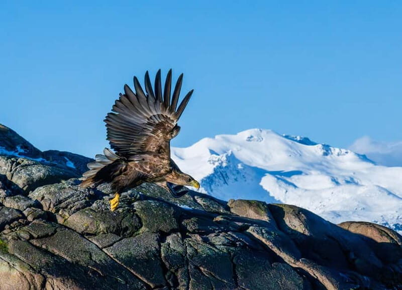 From Svolvær: Lofoten Trollfjord Cruise & Sea Eagle Safari - Why This Tour Offers Great Value