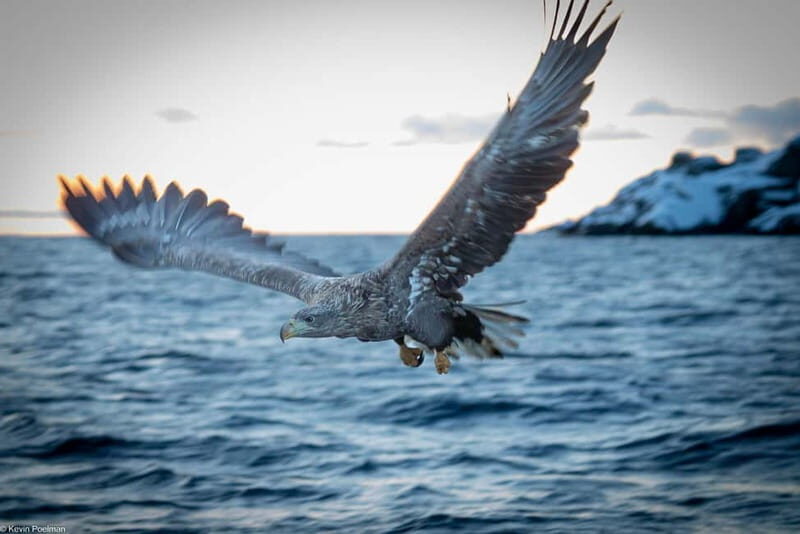 From Svolvær: RIB Boat Lofoten Trollfjord Sea Eagle Safari - A Full Breakdown of the Tour Experience