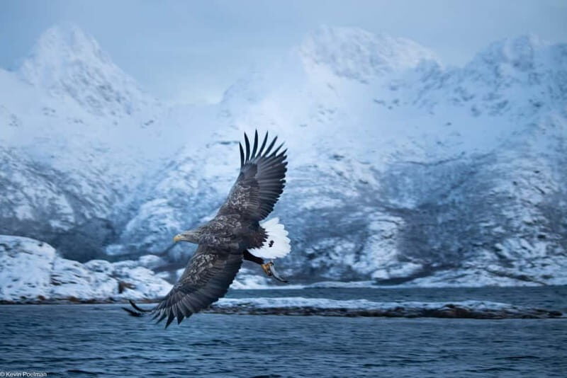 From Svolvær: RIB Boat Lofoten Trollfjord Sea Eagle Safari - Final Thoughts: Is It Worth It?