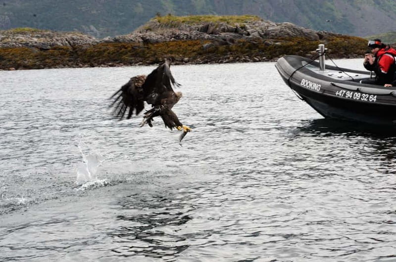 From Svolvær: RIB Boat Lofoten Trollfjord Sea Eagle Safari - FAQ