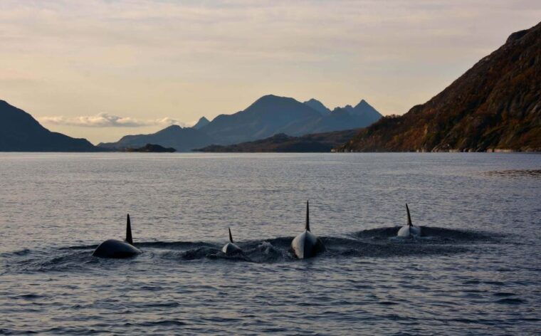 from-svolvaer-rib-sea-eagle-safari-trollfjord-cruise