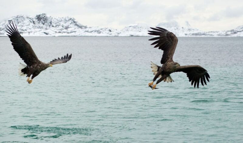 from-svolvaer-trollfjorden-wildlife-rib-cruise