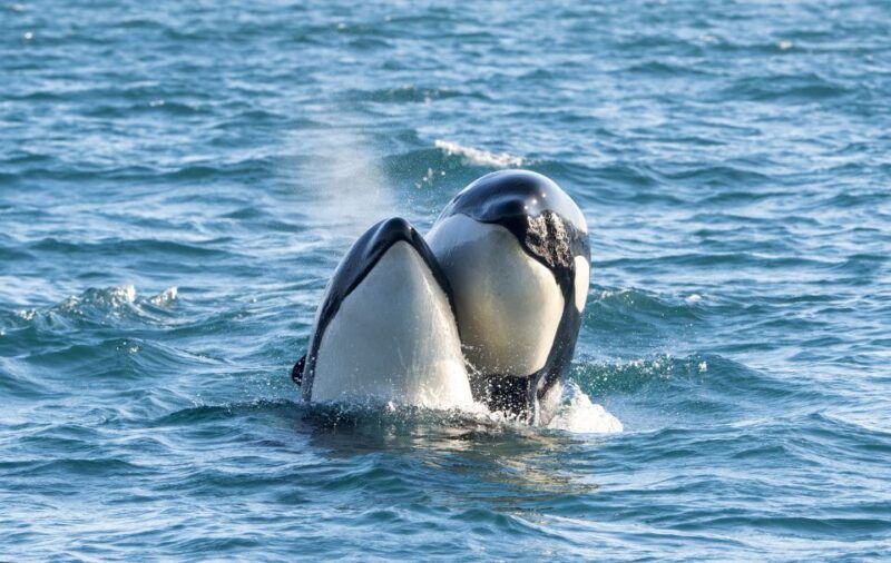 from-svolvaer-whale-watching-day-trip-to-andenes