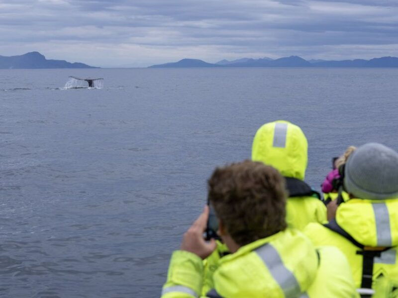 from-svolvaer-whale-watching-day-trip-to-andenes