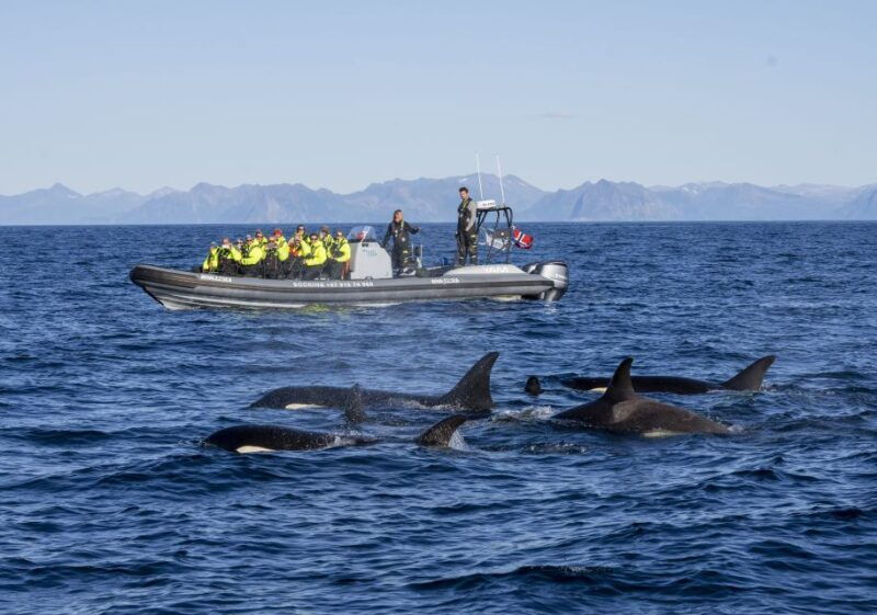 from-svolvaer-whale-watching-day-trip-to-andenes